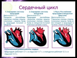 Строение сердца - Сердечный цикл, слайд 9