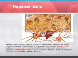 Строение и значение нервной системы, слайд 4