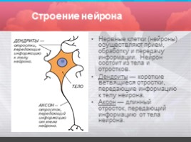 Строение и значение нервной системы, слайд 5