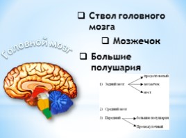 Строение и функции головного мозга, слайд 11