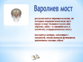 Строение и функции головного мозга, слайд 14