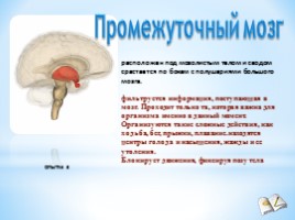 Строение и функции головного мозга, слайд 15