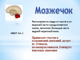 Строение и функции головного мозга, слайд 16
