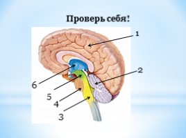 Строение и функции головного мозга, слайд 17