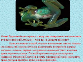Стеклянная лягушка (лат. Centrolenidae), слайд 2