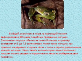 Стеклянная лягушка (лат. Centrolenidae), слайд 5