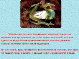 Стеклянная лягушка (лат. Centrolenidae), слайд 6