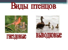 Урок по биологии 7 класс «Размножение и развитие птиц», слайд 11