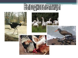 Урок по биологии 7 класс «Размножение и развитие птиц», слайд 13