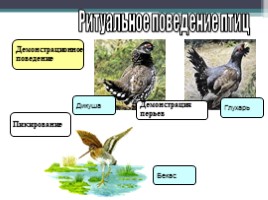 Урок по биологии 7 класс «Размножение и развитие птиц», слайд 18