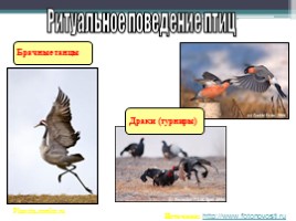 Урок по биологии 7 класс «Размножение и развитие птиц», слайд 20