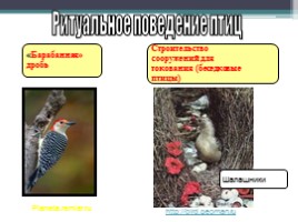 Урок по биологии 7 класс «Размножение и развитие птиц», слайд 21