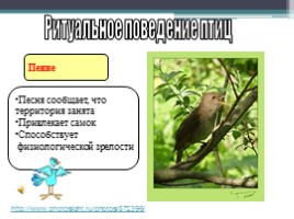 Урок по биологии 7 класс «Размножение и развитие птиц», слайд 22