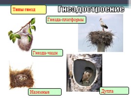 Урок по биологии 7 класс «Размножение и развитие птиц», слайд 25