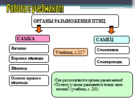 Урок по биологии 7 класс «Размножение и развитие птиц», слайд 4