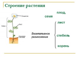 Окружающий мир 3 класс «Размножение растений», слайд 3