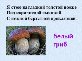 Урок-проект «Разнообразие грибов», слайд 3