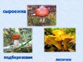 Урок-проект «Разнообразие грибов», слайд 7