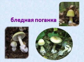 Урок-проект «Разнообразие грибов», слайд 8