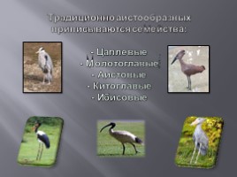 Разнообразие птиц и их значение, слайд 15
