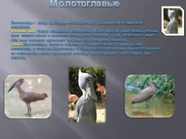 Разнообразие птиц и их значение, слайд 17