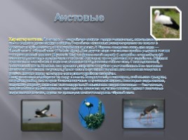Разнообразие птиц и их значение, слайд 18