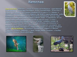 Разнообразие птиц и их значение, слайд 19
