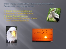 Разнообразие птиц и их значение, слайд 2
