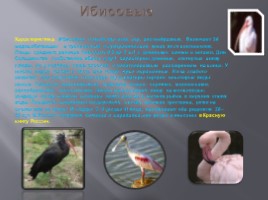 Разнообразие птиц и их значение, слайд 20