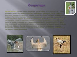 Разнообразие птиц и их значение, слайд 23