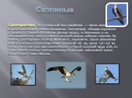 Разнообразие птиц и их значение, слайд 24