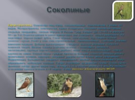 Разнообразие птиц и их значение, слайд 25