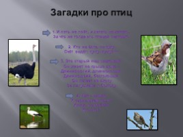 Разнообразие птиц и их значение, слайд 27