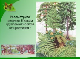 Разнообразие растений, слайд 10