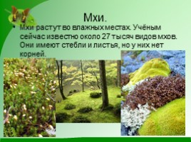 Разнообразие растений, слайд 6
