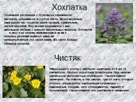 Раннецветущие растения, слайд 4
