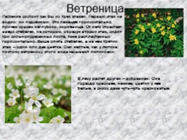 Раннецветущие растения, слайд 5
