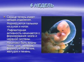 Рождение человека, слайд 23