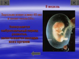 Рождение человека, слайд 25