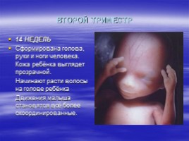 Рождение человека, слайд 29