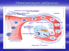 Рождение человека, слайд 6