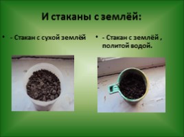 Роль воды в жизни растений - Проращивание семян, слайд 15