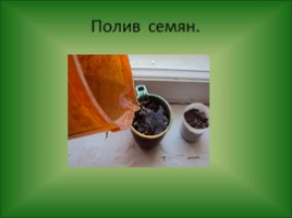 Роль воды в жизни растений - Проращивание семян, слайд 18