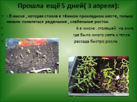 Роль воды в жизни растений - Проращивание семян, слайд 25