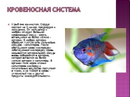 Рыбы, слайд 6