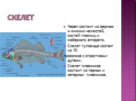 Рыбы, слайд 8