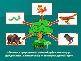 С кем дружит дуб (рассказ о пищевых связях для учащихся начальной школы), слайд 14