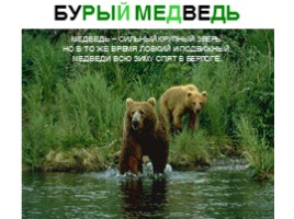 Сибирские животные, слайд 15