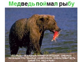 Сибирские животные, слайд 16