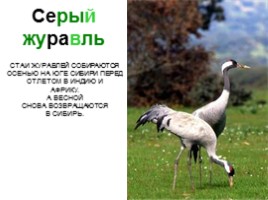Сибирские животные, слайд 23